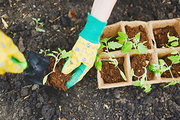 Seed tray and soil